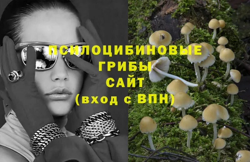 MEGA ТОР  Вичуга  Галлюциногенные грибы Psilocybine cubensis 